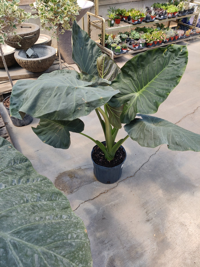 Alocasia, Regal Shield