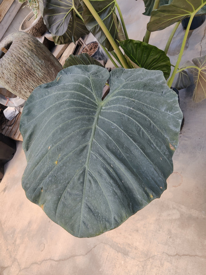 Alocasia, Regal Shield