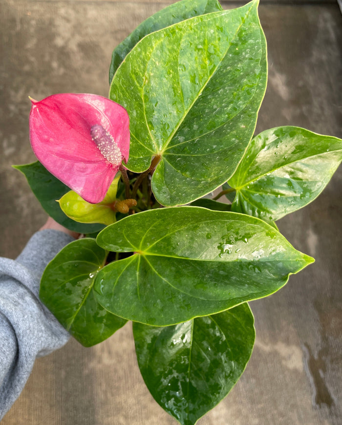 Anthurium, Andreanum