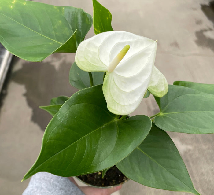 Anthurium, Andreanum