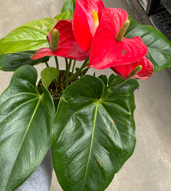 Anthurium, Andreanum