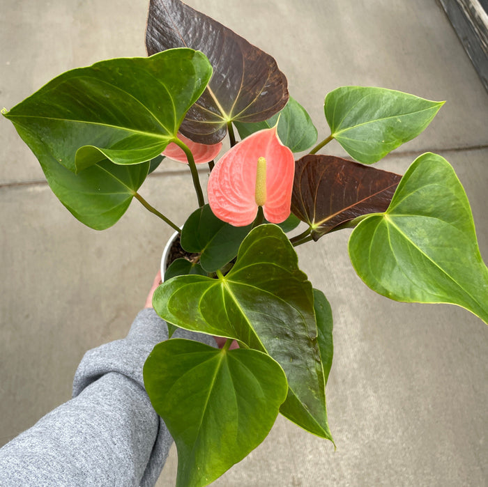 Anthurium, Andreanum