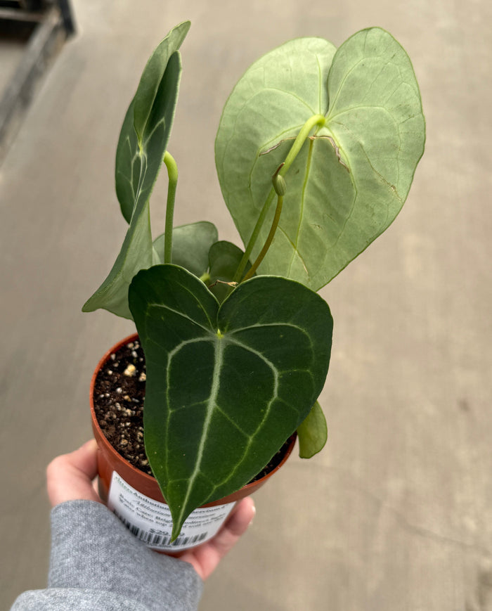 Anthurium, Clarinervium
