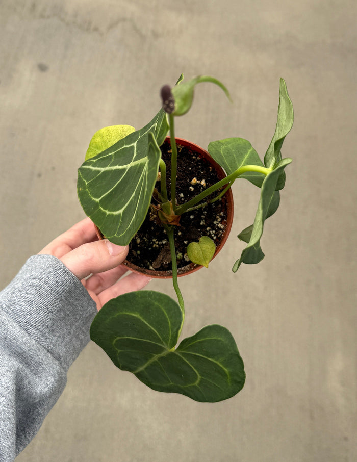 Anthurium, Clarinervium