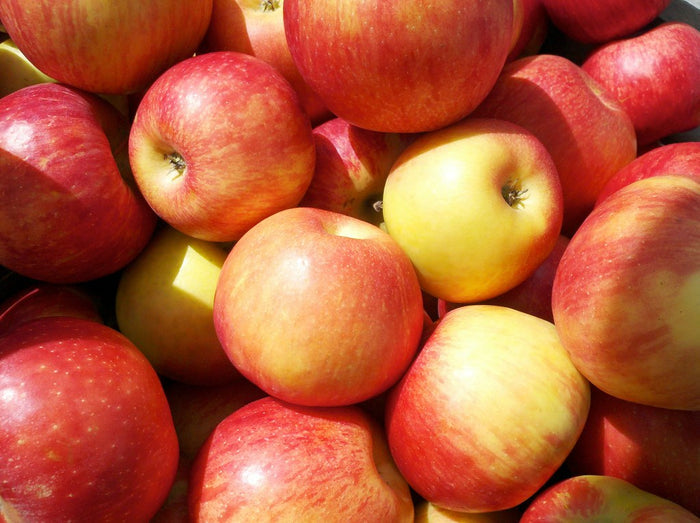 Apple, Honeycrisp