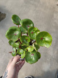Begonia, Conchifolia