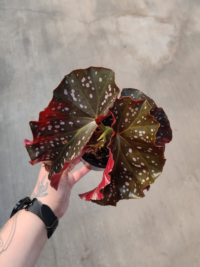 Begonia, Cracklin' Rosie