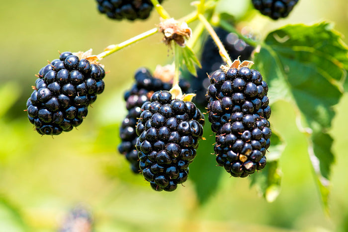 Blackberry, Black Satin
