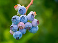 Blueberry, Duke