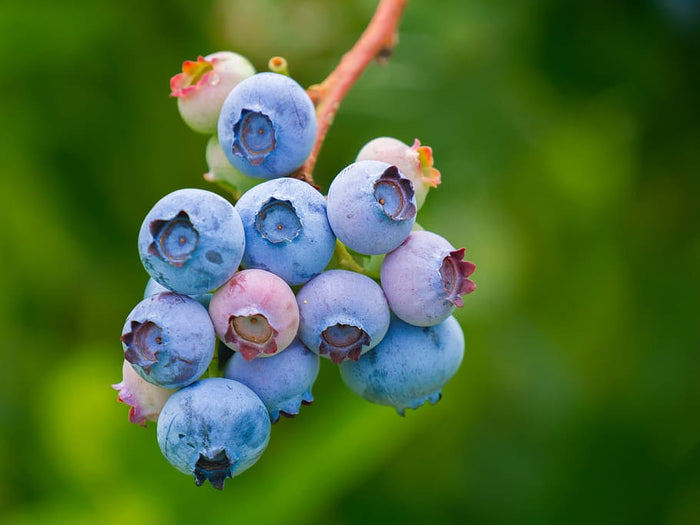 Blueberry, Duke