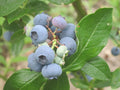 Blueberry, Patriot