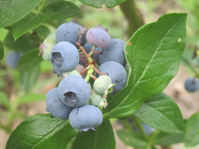 Blueberry, Patriot