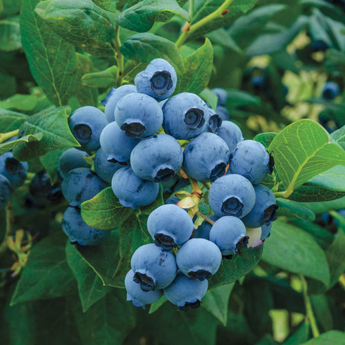 Blueberry, Reka