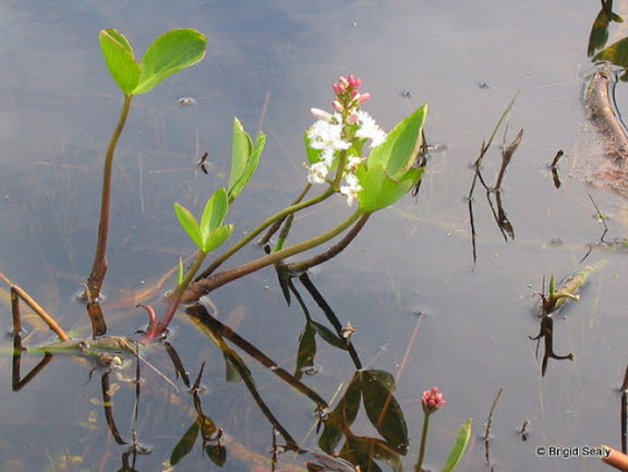 Bog Bean