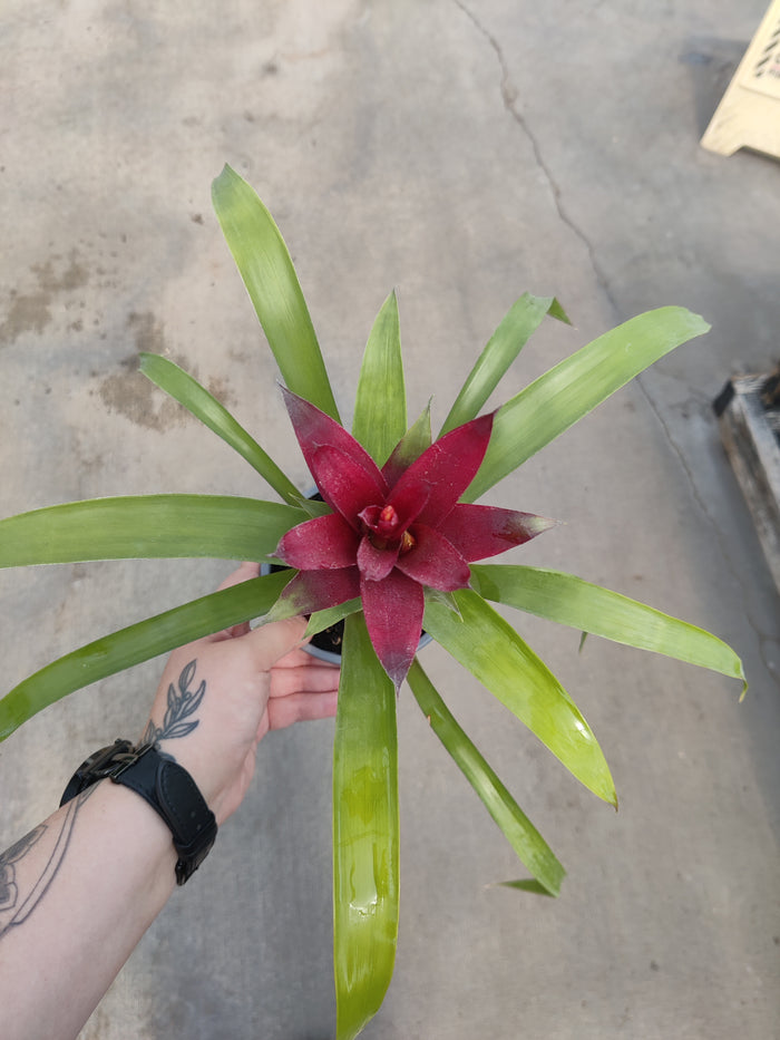 Bromeliad