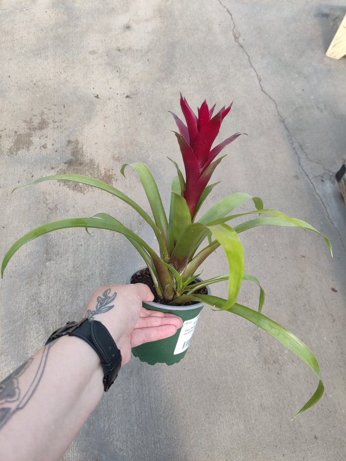 Bromeliad