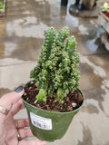 Cactus, Fairy Castle