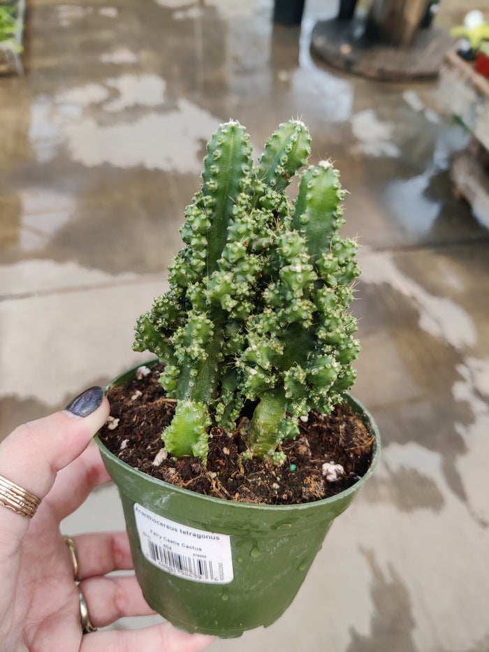 Cactus, Fairy Castle