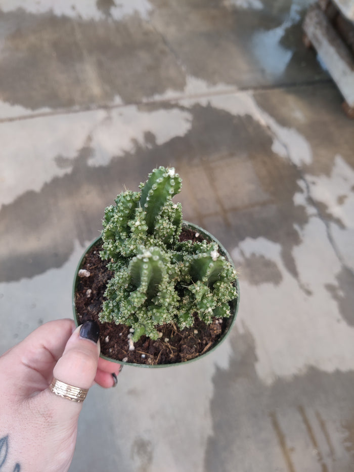 Cactus, Fairy Castle