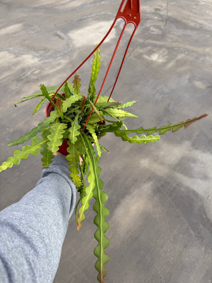Cactus, Fishbone
