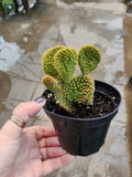 Cactus, Prickly Pear 'Gold Wave'