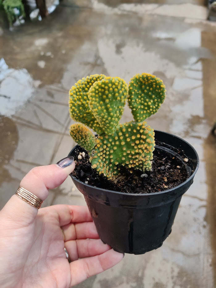 Cactus, Prickly Pear 'Gold Wave'
