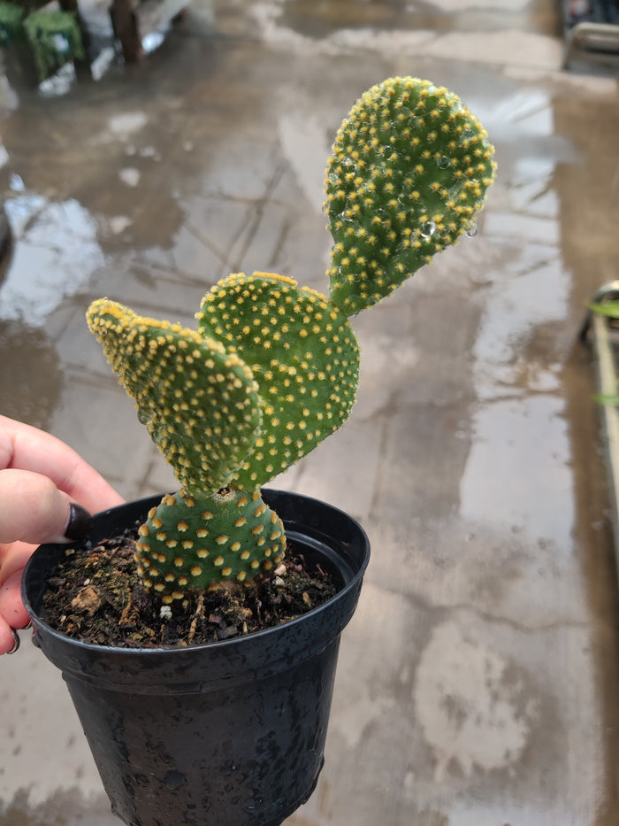 Cactus, Prickly Pear 'Gold Wave'