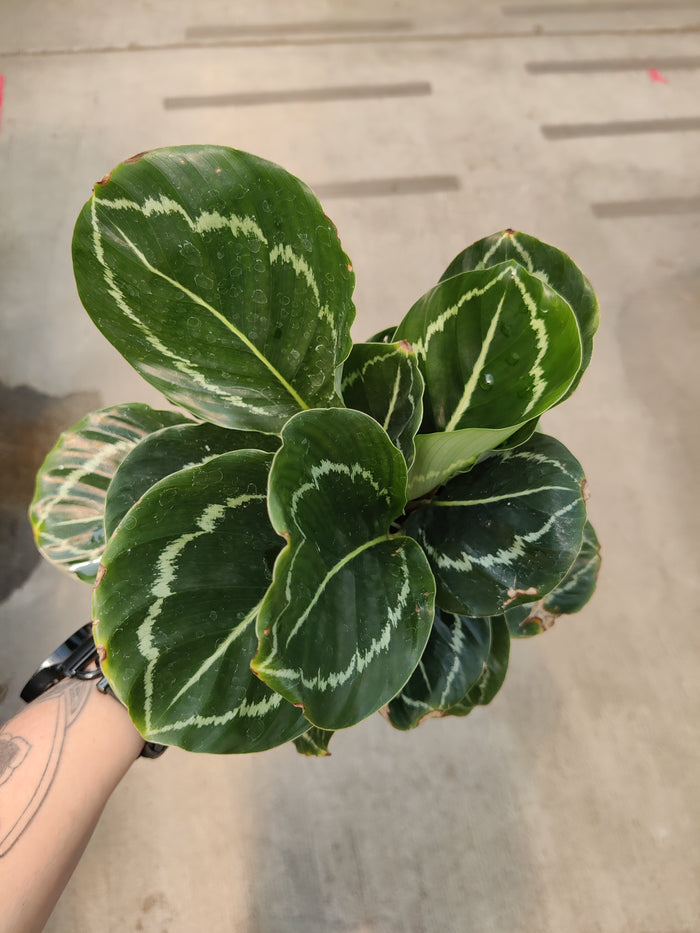 Calathea, Green Goddess