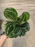 Calathea, Green Goddess