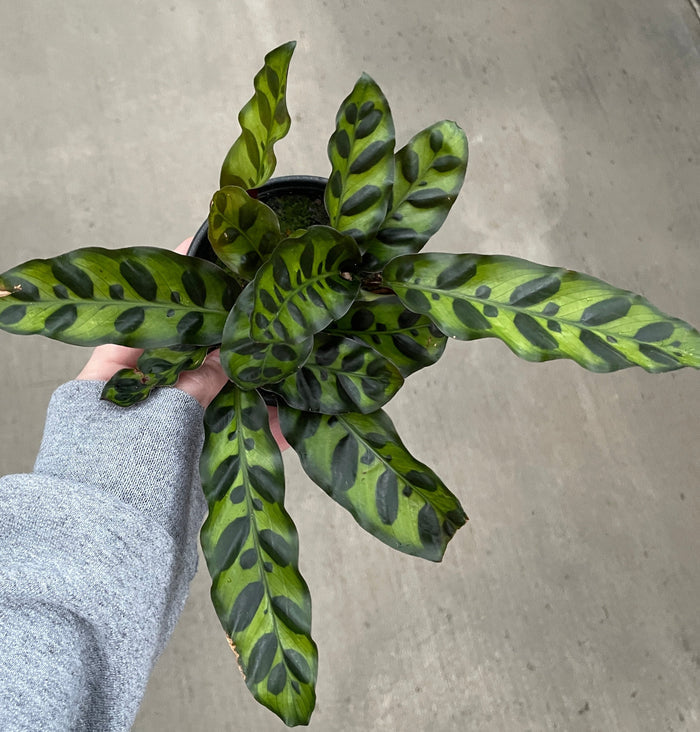 Calathea, Rattlesnake