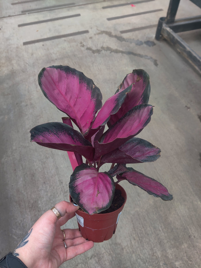 Calathea, Rosy