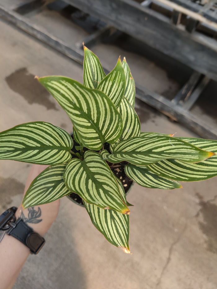 Calathea, Vittata