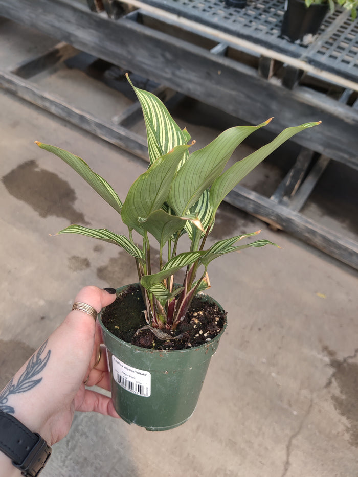 Calathea, Vittata