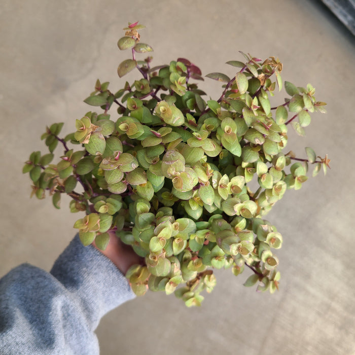 Callisia, Turtle Vine