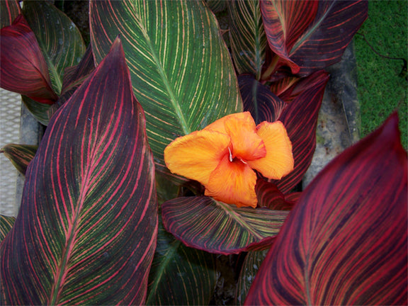Canna (African Sunset)