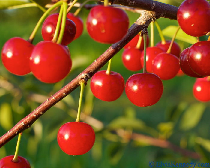 Cherry, Montmorency
