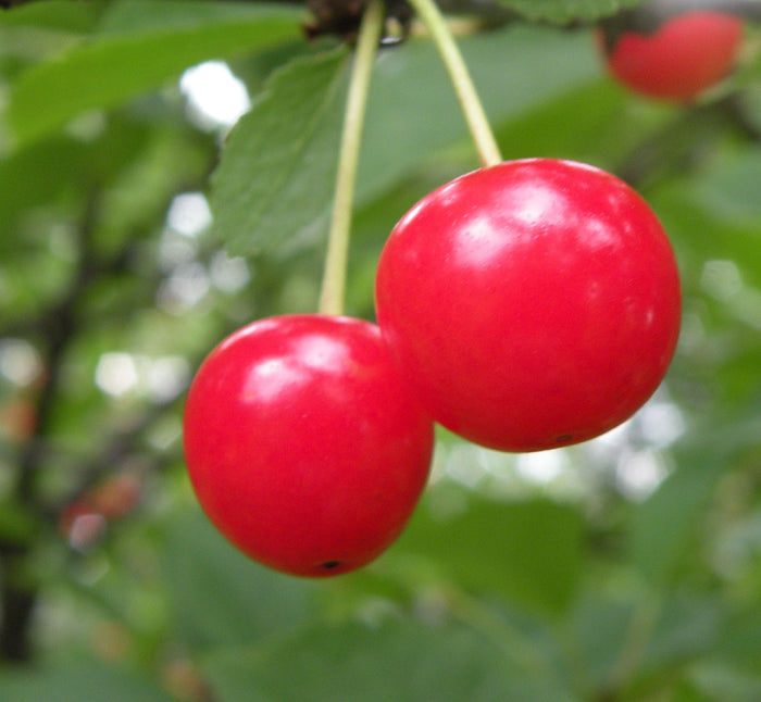 Cherry, Montmorency