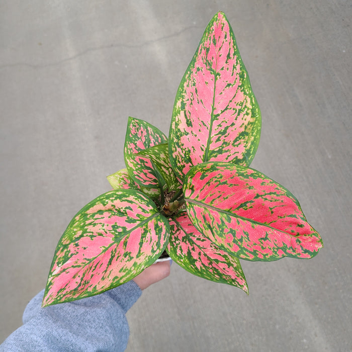 Chinese Evergreen, Lady Valentine