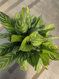 Chinese Evergreen, Stripes