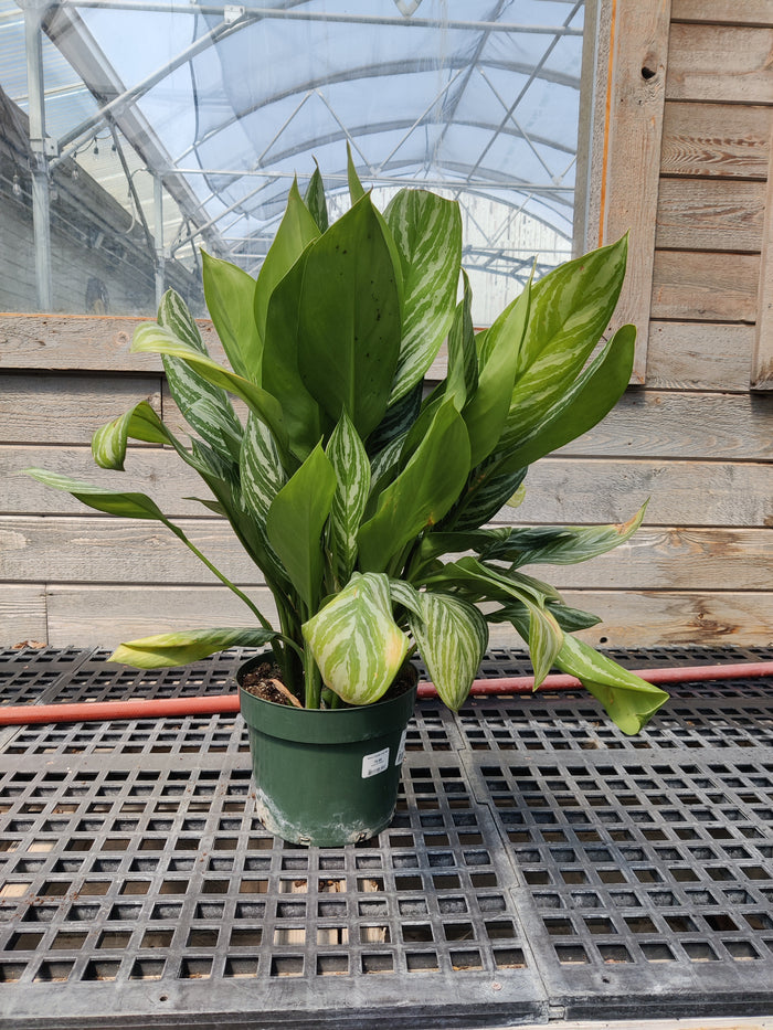 Chinese Evergreen, Stripes
