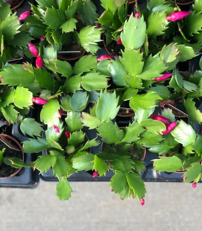 Christmas Cactus