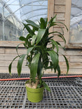 Dracaena, Black Beauty