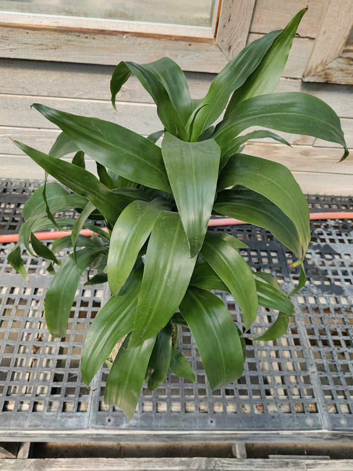 Dracaena, Black Beauty