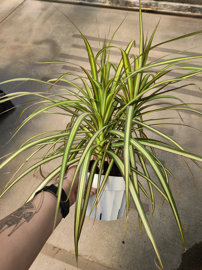 Dracaena, Sun Ray