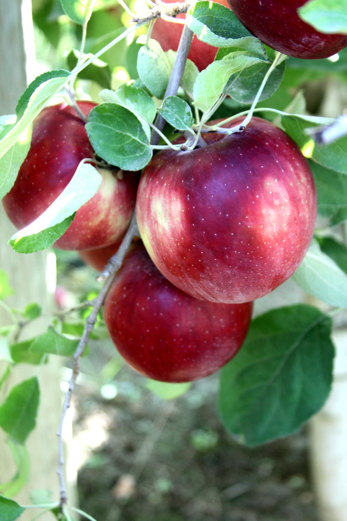 Dwarf Cosmic Crisp Apple