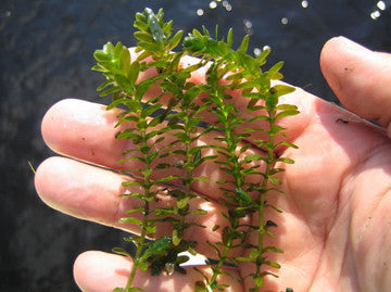 Elodea