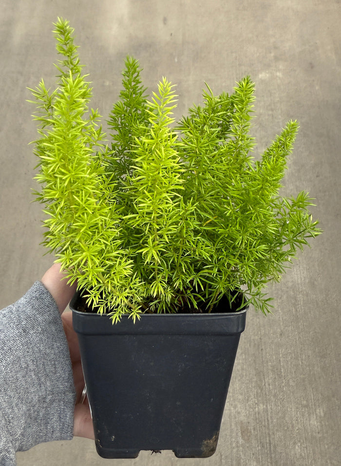 Fern, Foxtail