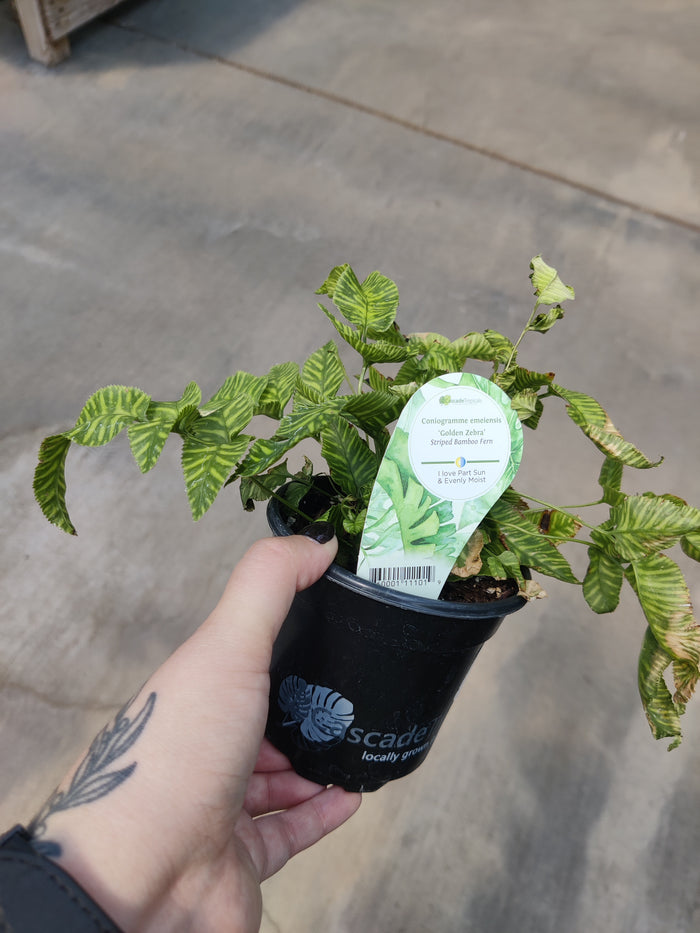 Fern, Golden Zebra
