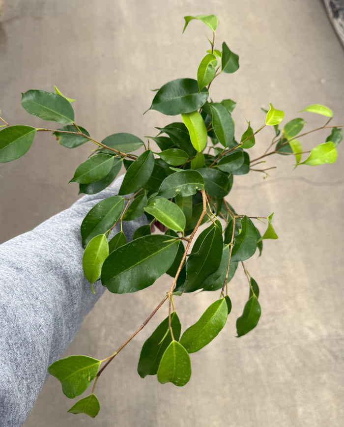 Ficus, Benjamina
