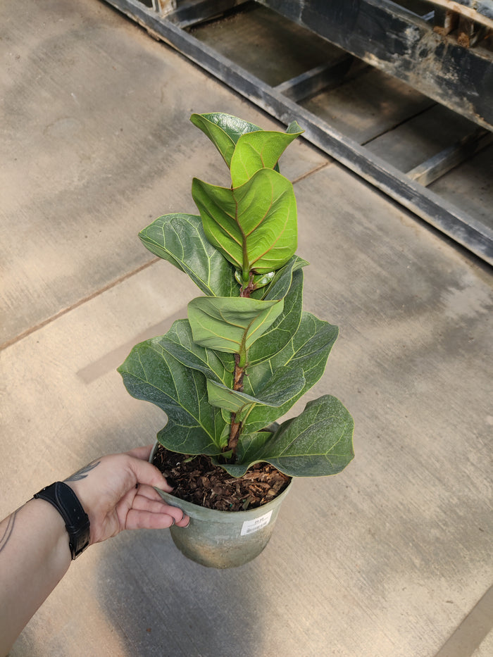 Ficus, Fiddle Leaf Bambino